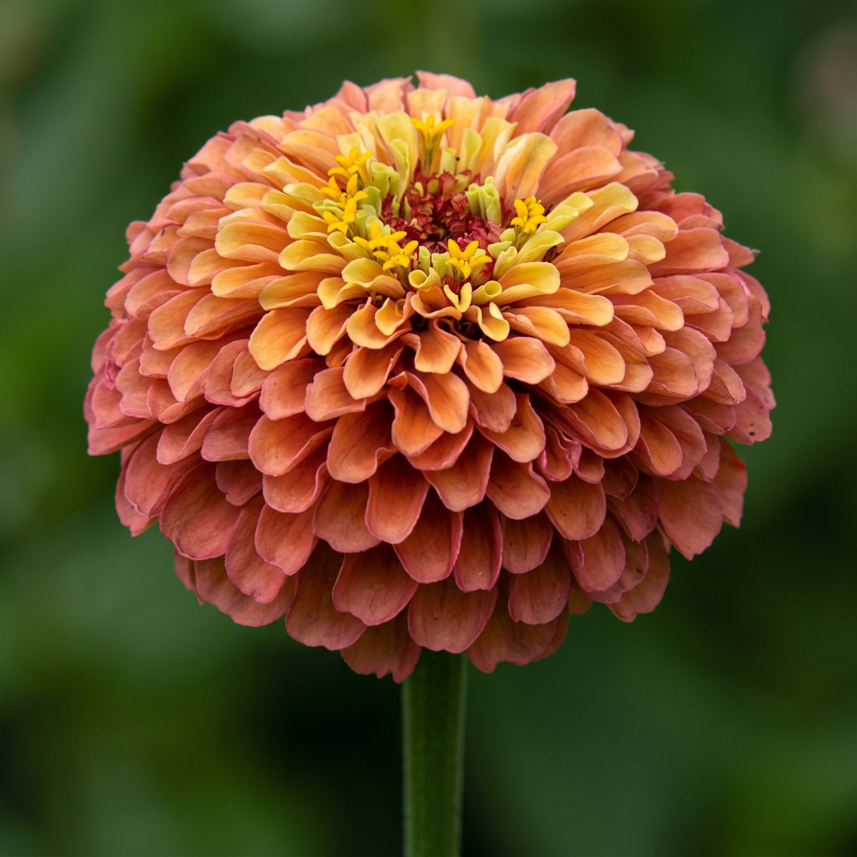 Zinnia Queeny Mix