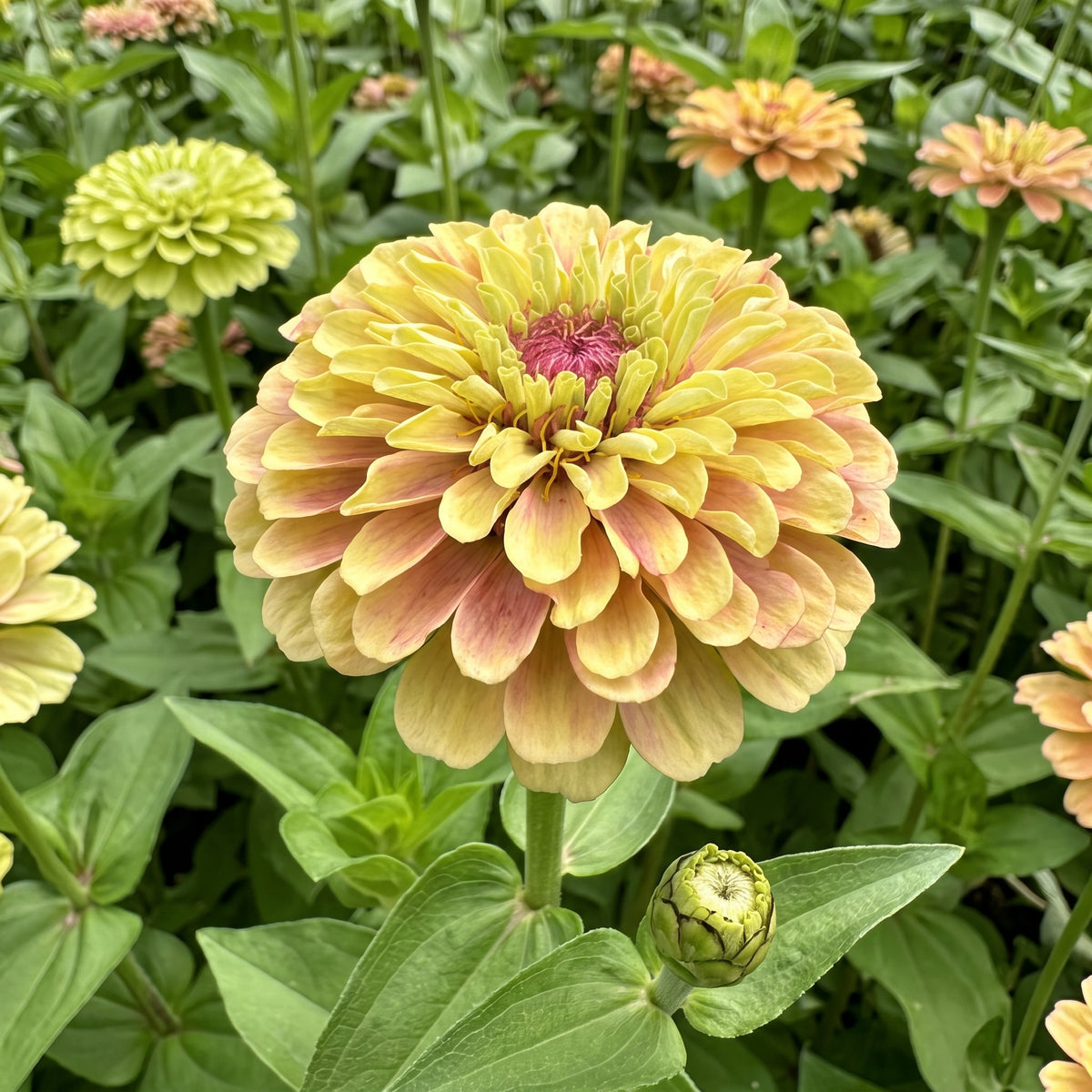 Zinnia Queeny Mix