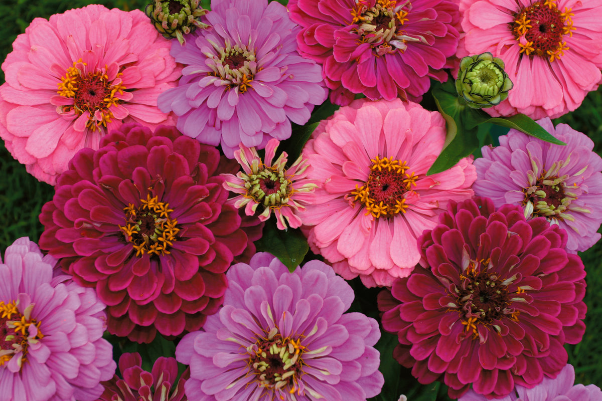 Zinnia Art Deco