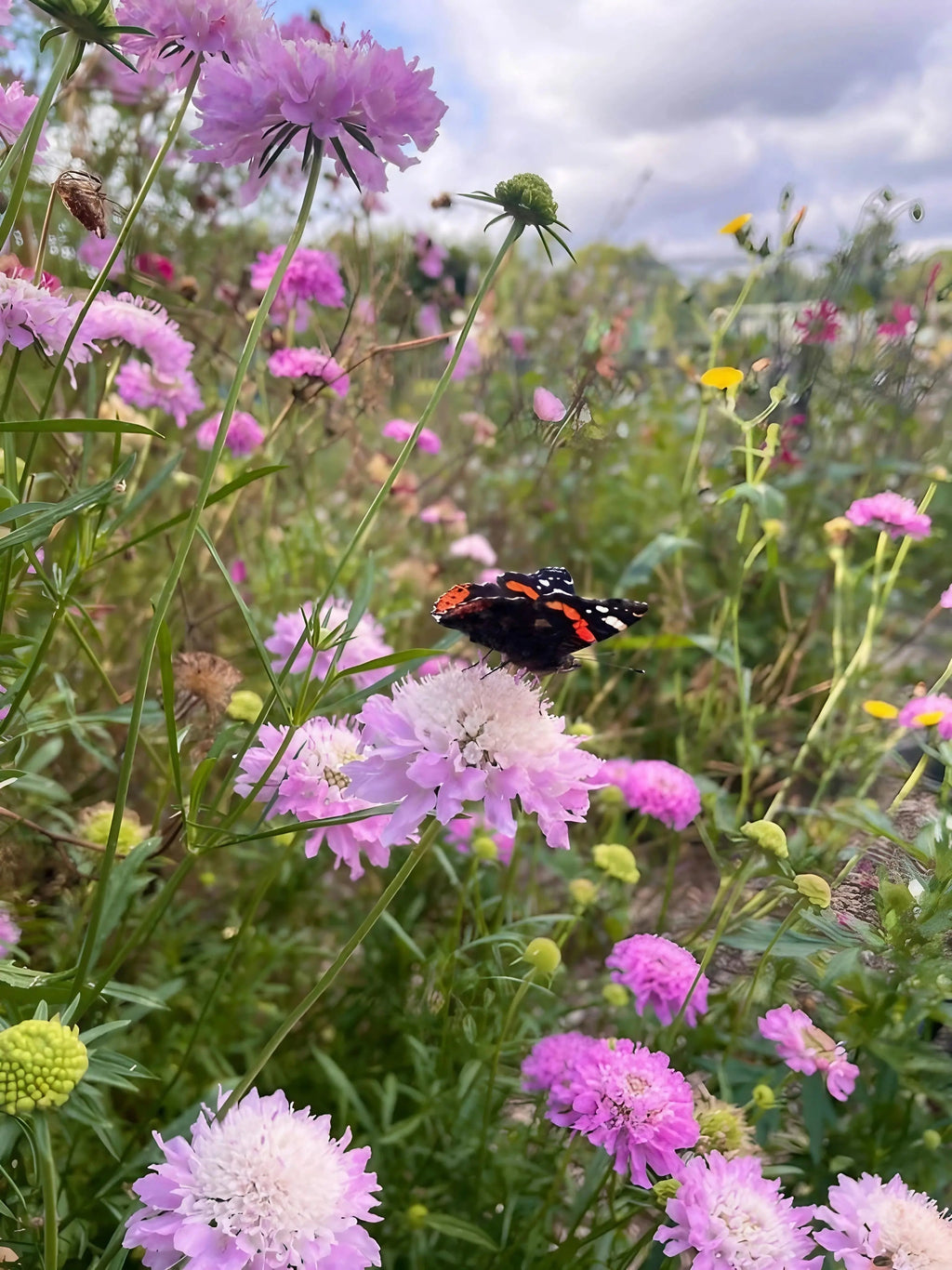 A black and orange butterfly rests on a light purple wildflower amid blooming pink, yellow, and purple flowers in a meadow sown from Bishy Barnabees Cottage Garden Ltd's "A Year in a Cottage Garden - Flower Box (24 Packs)".