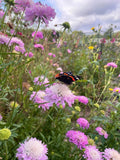 A black and orange butterfly rests on a light purple wildflower amid blooming pink, yellow, and purple flowers in a meadow sown from Bishy Barnabees Cottage Garden Ltd's "A Year in a Cottage Garden - Flower Box (24 Packs)".