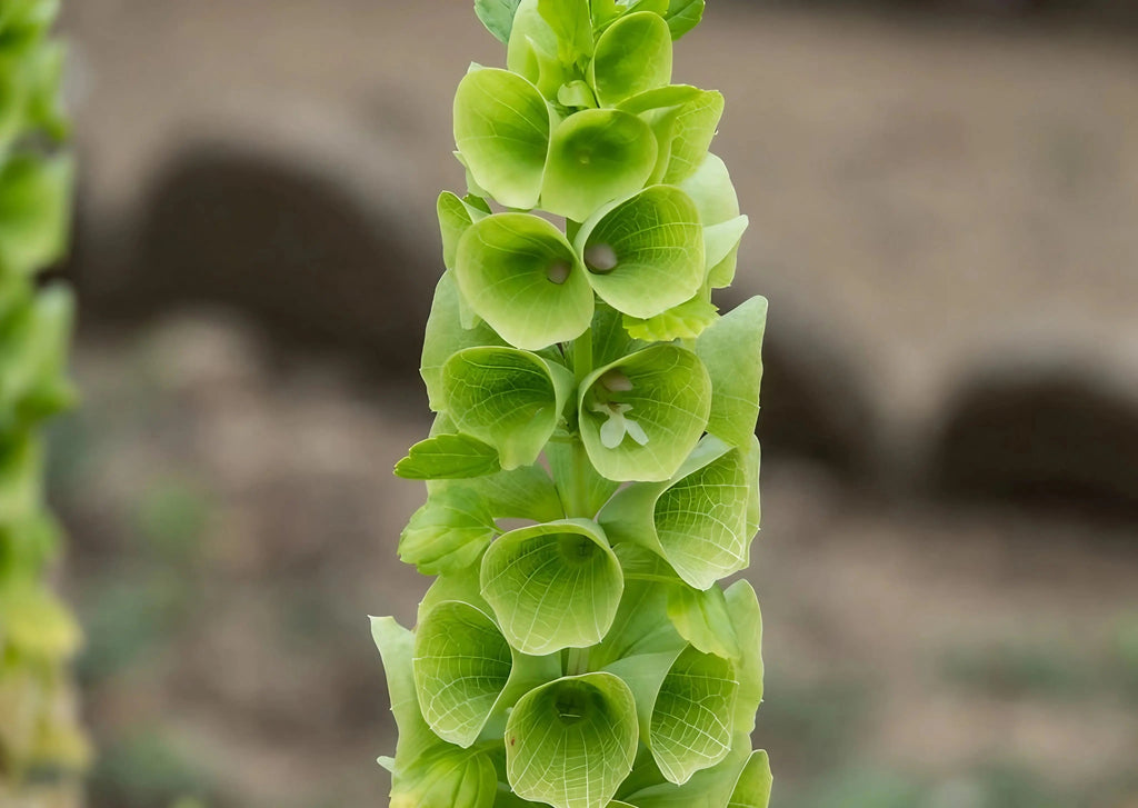 A close-up of Bells of Ireland from Bishy Barnabees Cottage Garden Ltd’s "A Year in a Cottage Garden - Flower Box (24 Packs)" shows tall green stems with lime-green calyxes and delicate white flowers, set against a blurred earthy background.