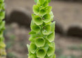 A close-up of Bells of Ireland from Bishy Barnabees Cottage Garden Ltd’s "A Year in a Cottage Garden - Flower Box (24 Packs)" shows tall green stems with lime-green calyxes and delicate white flowers, set against a blurred earthy background.