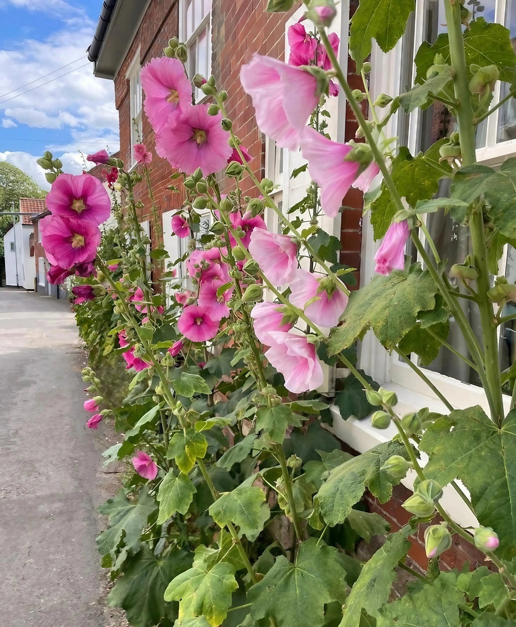 Tall pink hollyhocks from Bishy Barnabees Cottage Garden Ltd's "A Year in a Cottage Garden - Flower Box (24 Packs)" bloom beside a brick house with white windows, brightening a quiet street on a partly cloudy day.