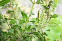 Green and black box tree moth caterpillars are damaging leafy plants with webbing. Control them with Box Tree Moth Caterpillar (Steinernema Feltiae/Carpocapsae mix) from ladybirdplantcare.co.uk for effective biological treatment.