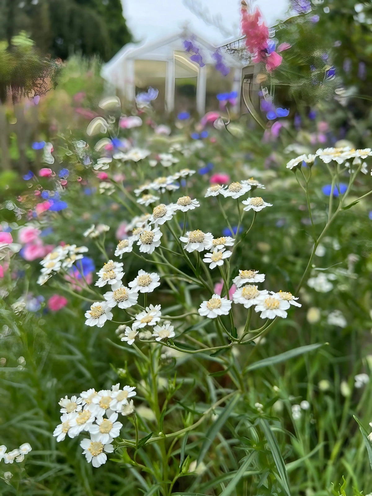 White Achillea Ballerina flowers with pink and blue blooms and a greenhouse behind