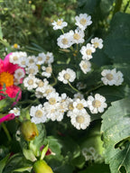 Achillea Ballerina white flowers among green leaves with a pink bloom behind