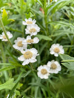 Close-up of small white Achillea Ballerina flowers among grass