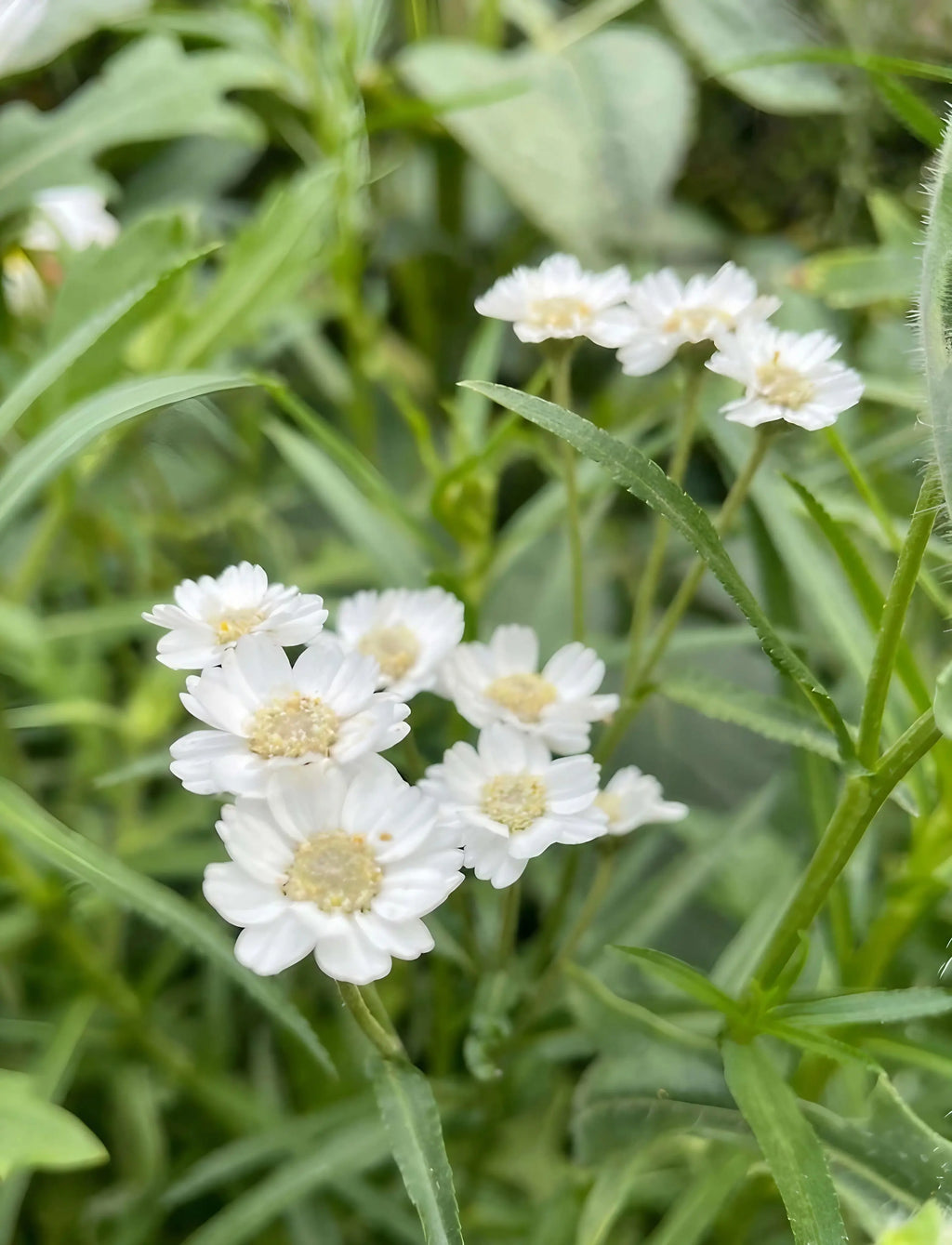 Achillea Ballerina white blooms clustered among green grass and leaves