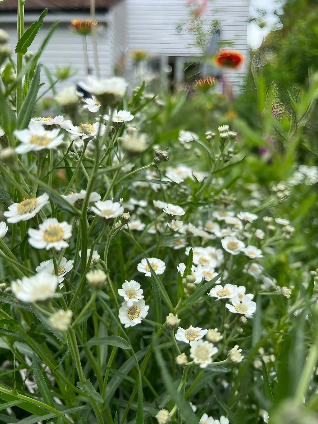 Achillea Ballerina in bloom with a blurred garden and house behind