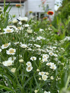 Achillea Ballerina in bloom with a blurred garden and house behind