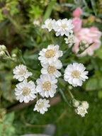 Close-up of Achillea Ballerina clusters of small white daisy-like flowers