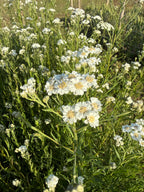 Achillea Ballerina with clusters of white flowers growing in a meadow planting