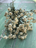 Achillea Ballerina Dried by Bishy Barnabees Cottage Garden Ltd features double white blooms on thin stems, arranged on a rustic green surface—perfect as charming wedding bouquet fillers with their delicate, papery clusters.