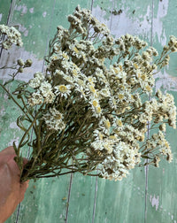 A hand holds a bunch of Achillea Ballerina Dried flowers by Bishy Barnabees Cottage Garden Ltd, featuring double white blooms with yellow centers—ideal as wedding bouquet filler—set against a distressed green wooden background.