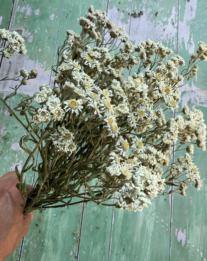 Bouquet of dried flowers held by a hand against a green wooden background