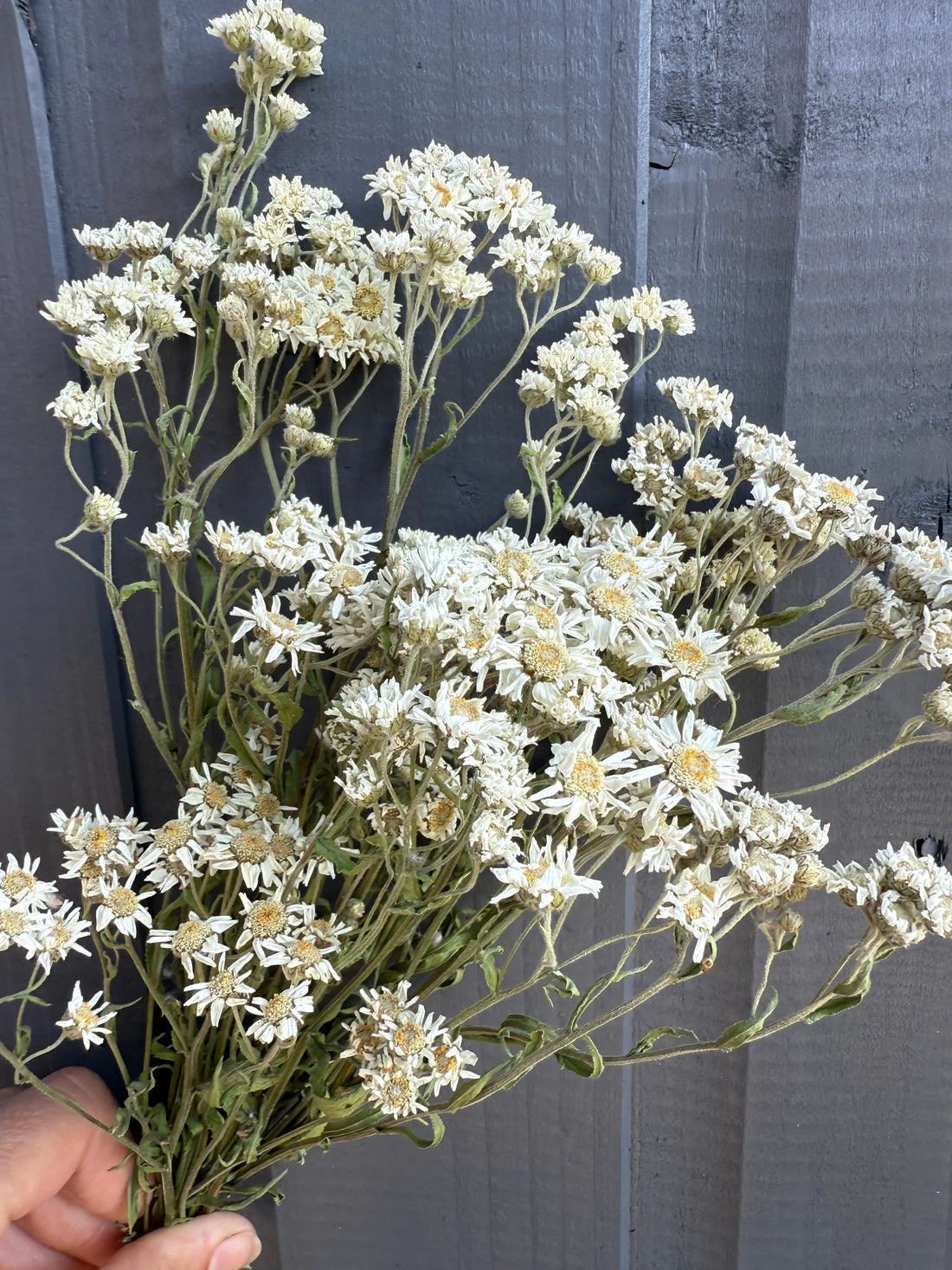 A bunch of dried Achillea Ballerina flowers from Bishy Barnabee&