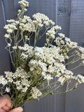 A hand holds Achillea Ballerina Dried by Bishy Barnabees Cottage Garden Ltd, featuring double white flowers with yellow centers—ideal as a wedding bouquet filler—against a gray wooden background.
