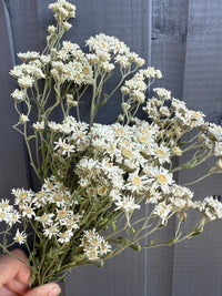 A hand holds Achillea Ballerina Dried by Bishy Barnabees Cottage Garden Ltd, featuring double white flowers with yellow centers—ideal as a wedding bouquet filler—against a gray wooden background.