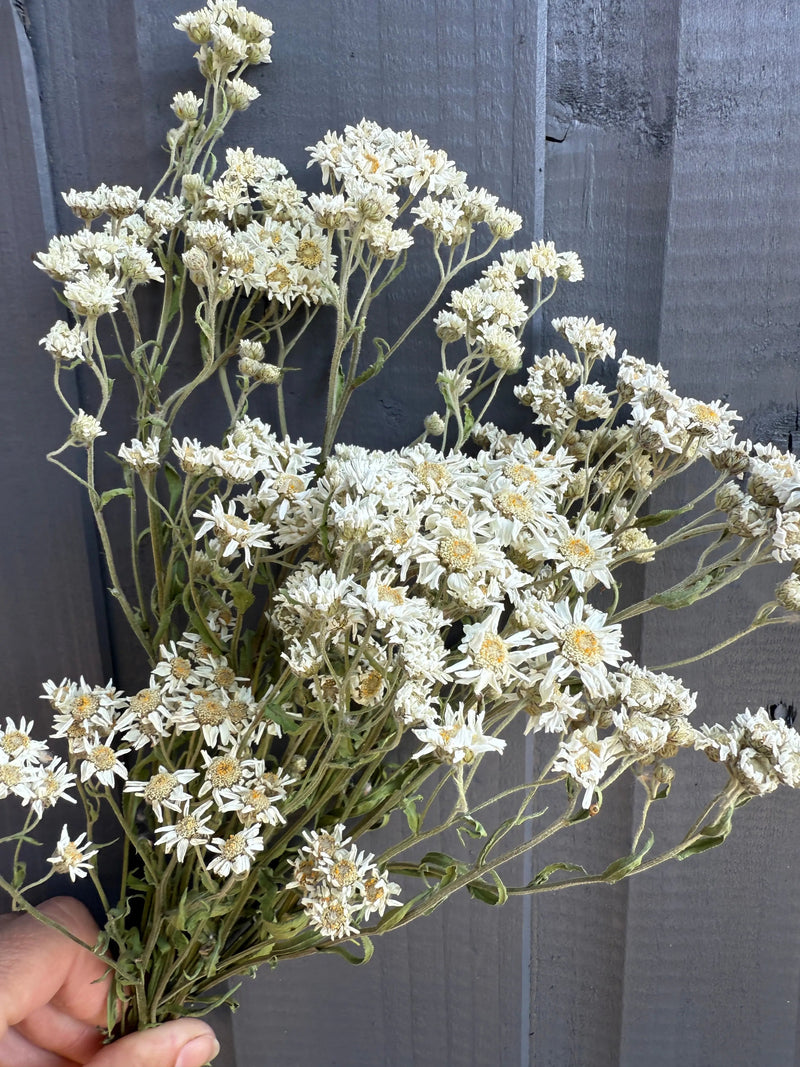 A hand holds Achillea Ballerina Dried by Bishy Barnabees Cottage Garden Ltd, featuring double white flowers with yellow centers—ideal as a wedding bouquet filler—against a gray wooden background.