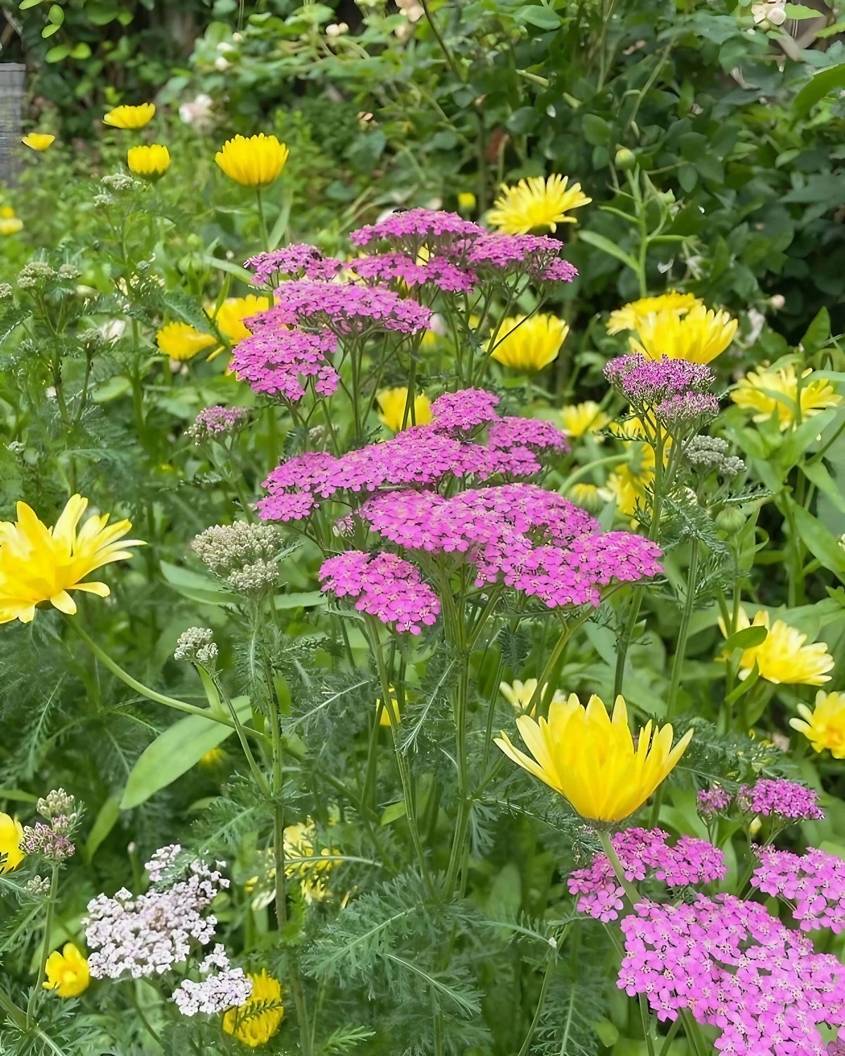 Achillea Cerise Queen among yellow daisies and white flowers in a mixed border
