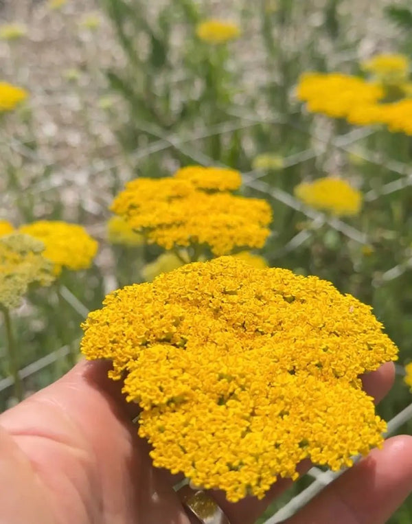 A hand gently holds a cluster of Achillea Cloth of Gold flowers from Bishy Barnabees Cottage Garden Ltd, their bright yellow blooms and green stems softly blurred in the sunlit background.