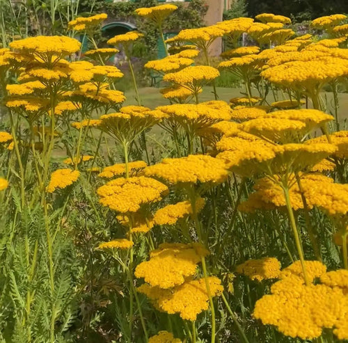 Achillea Cloth of Gold by Bishy Barnabees Cottage Garden Ltd features bright yellow blooms in the foreground, set against a green lawn and a rounded doorway in the background, evoking a whimsical garden scene.