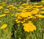 Flat yellow Achillea Cloth of Gold heads above fern-like leaves in a sunny garden