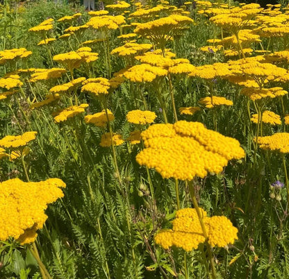 Field of achillea cloth of gold with green leaves
