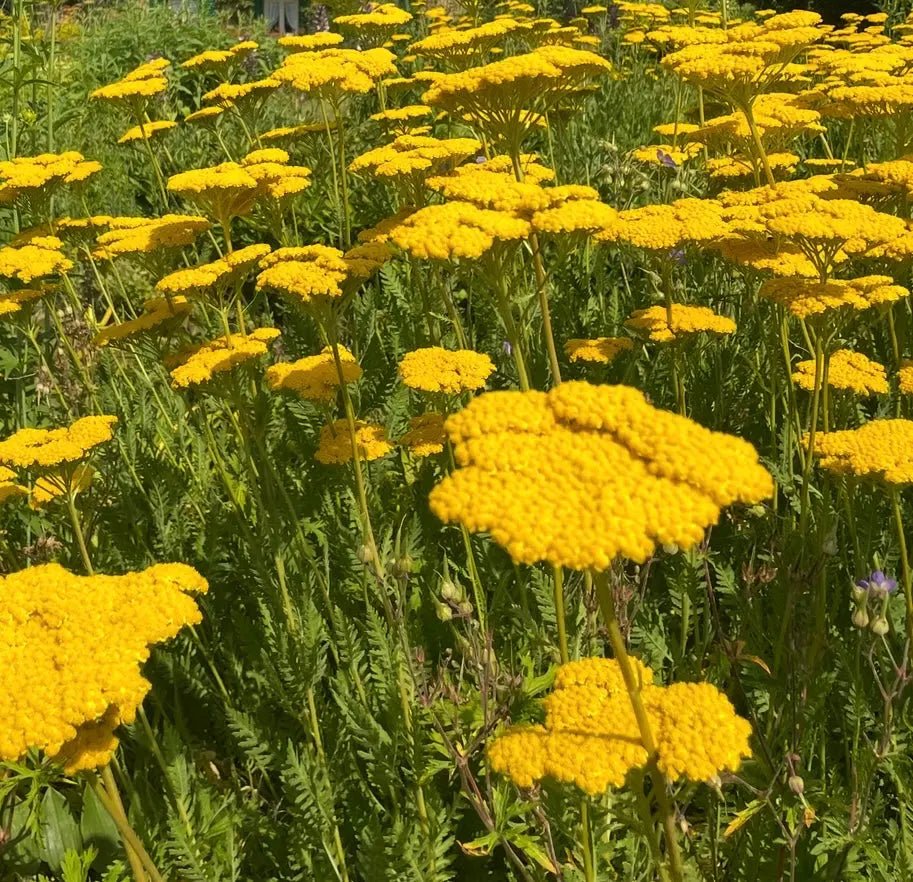 Dense yellow Achillea Cloth of Gold flowers in a summer border