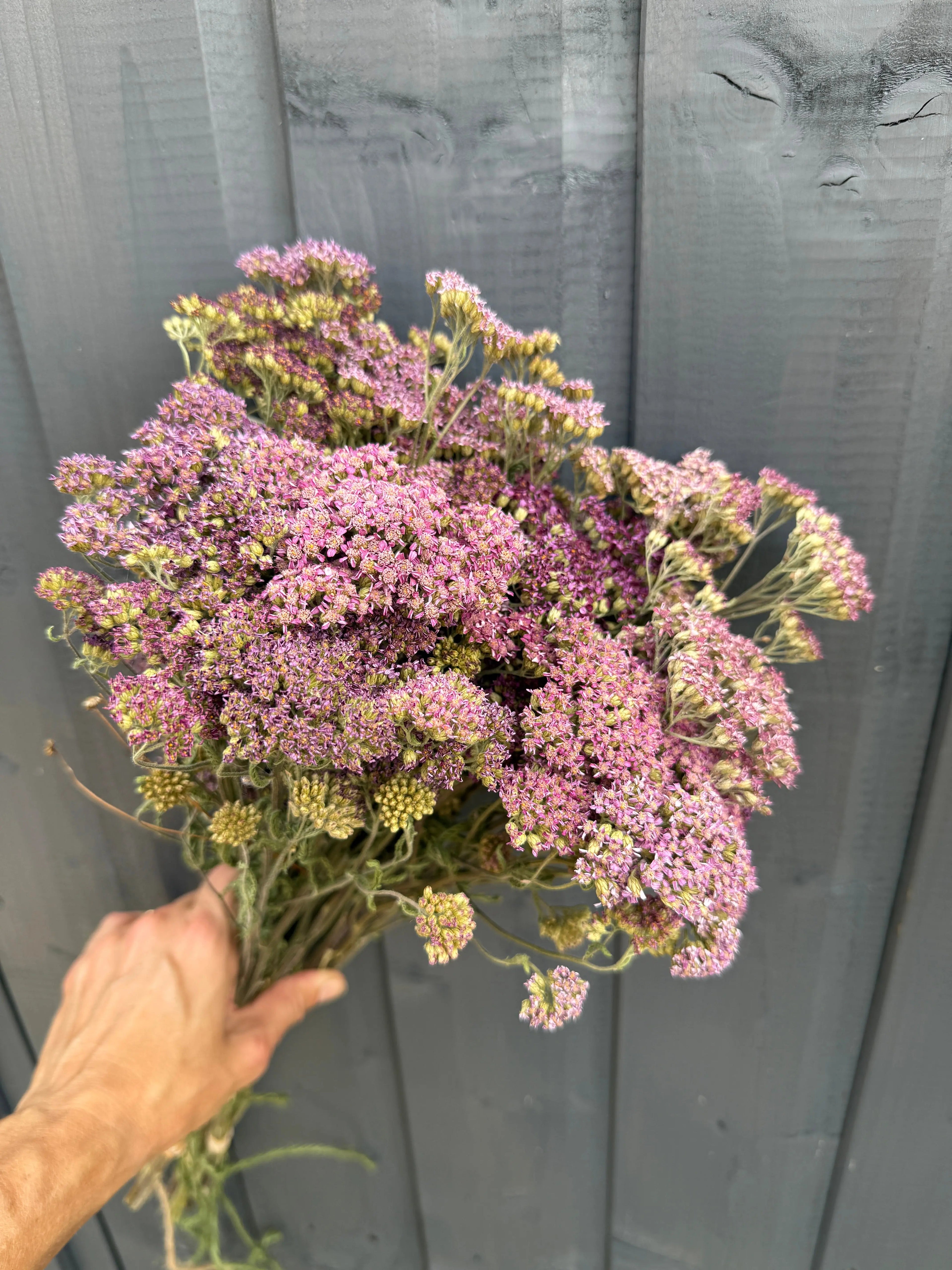 Achillea Dried - Bishy Barnabees Cottage Garden Ltd