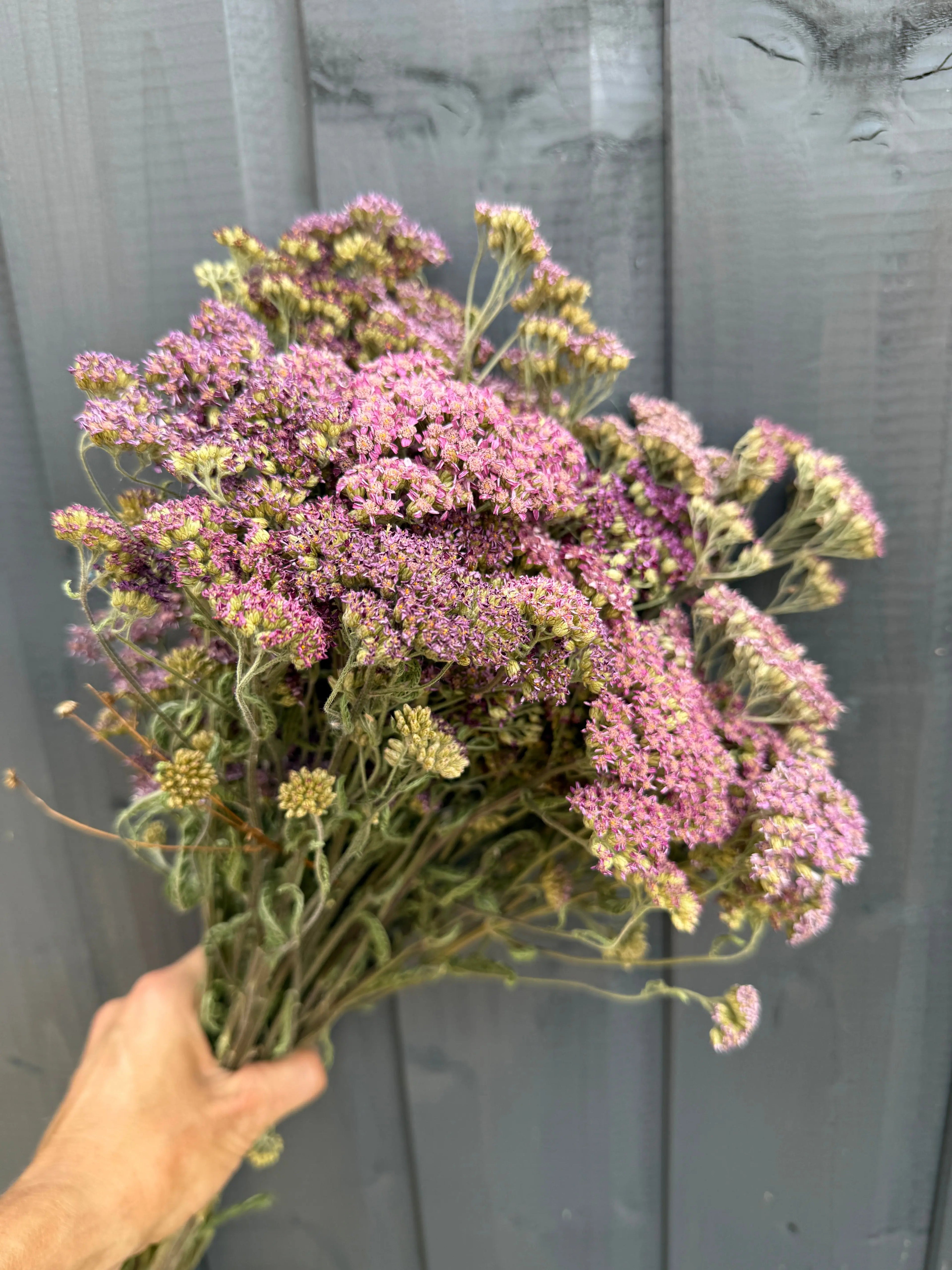 Bouquet of dried achillea flowers held against a gray wooden background