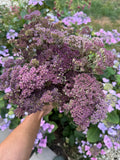 A hand holds a large bouquet of Achillea Mix Dried by Bishy Barnabees Cottage Garden Ltd, displaying clustered pastel blooms, with purple flowers and green leaves in the background adding English cottage garden charm.