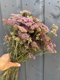 A hand holds Bishy Barnabees Cottage Garden Ltd's Achillea Mix Dried, featuring colorful blooms and green stems, in front of a gray wooden fence, bringing the charm of an English cottage garden to your home.