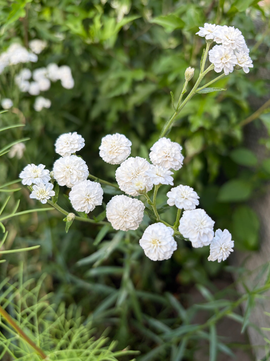 Spray of white button-like Achillea Marshmallow flowers against green foliage