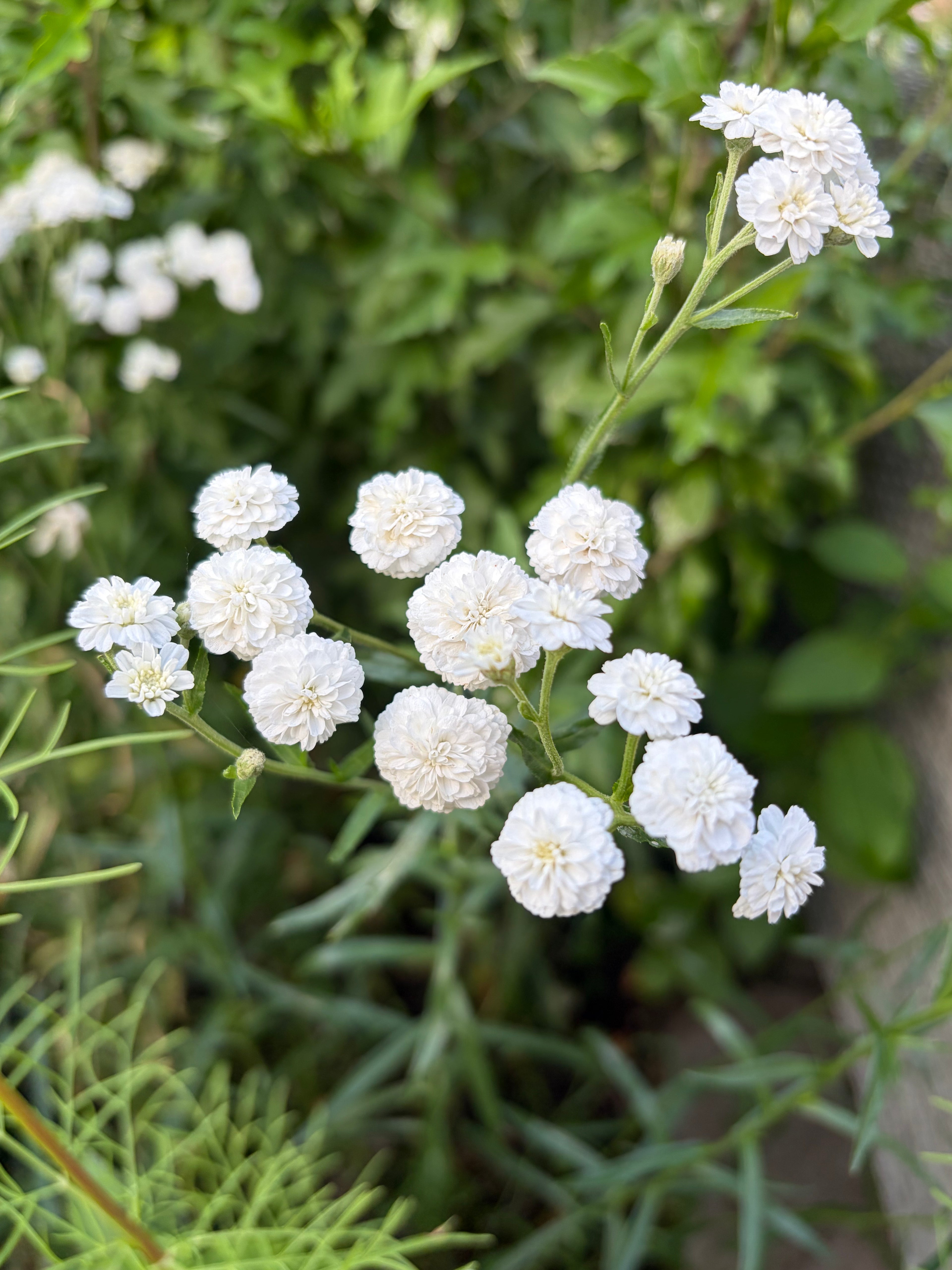Spray of white button-like Achillea Marshmallow flowers against green foliage