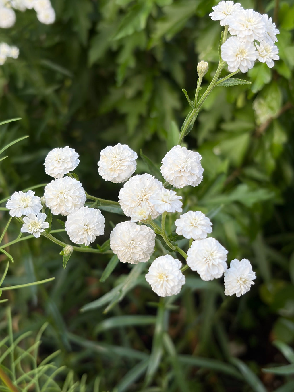 Achillea Marshmallow flowers held above narrow green leaves in a sunny border