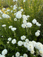 Mass of white Achillea Marshmallow flowers among grasses in a border