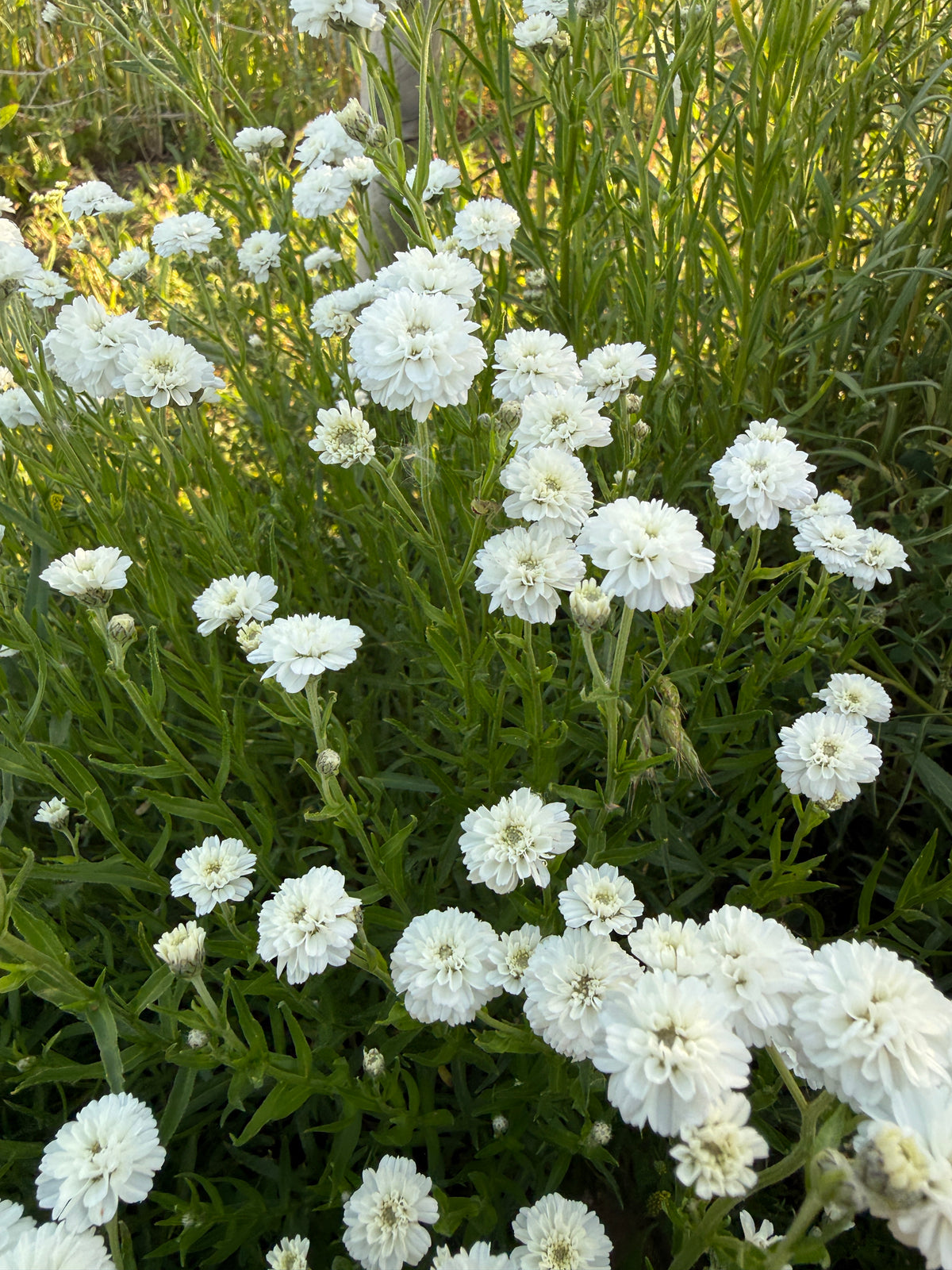Mass of white Achillea Marshmallow flowers among grasses in a border