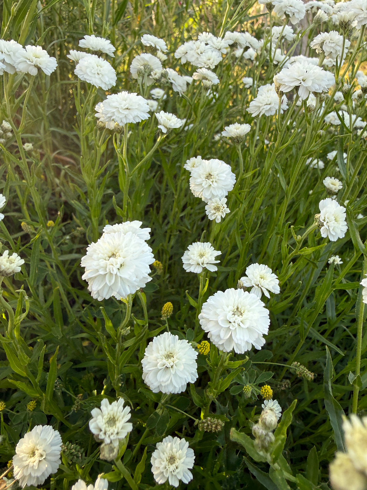 Achillea Marshmallow with white double blooms on upright green stems
