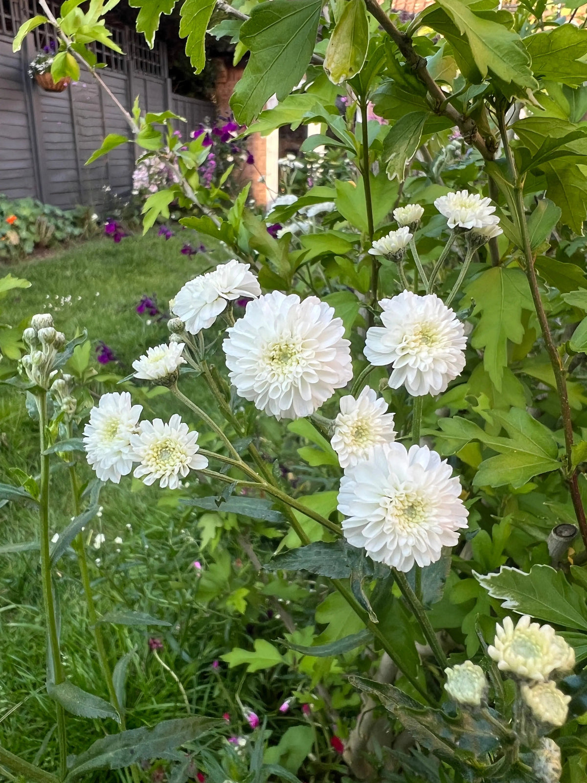 Achillea Marshmallow growing in a border beside a wooden fence