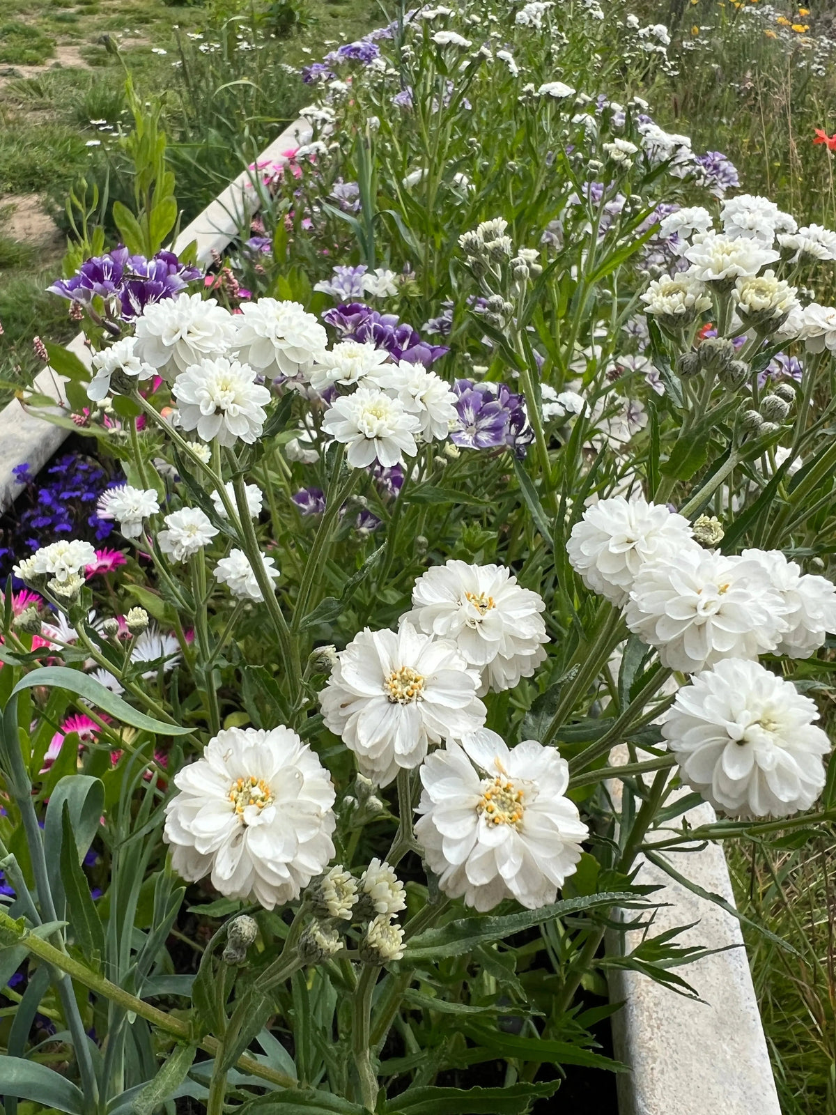 Garden bed of Achillea Marshmallow with white and purple flowers and a stone edge