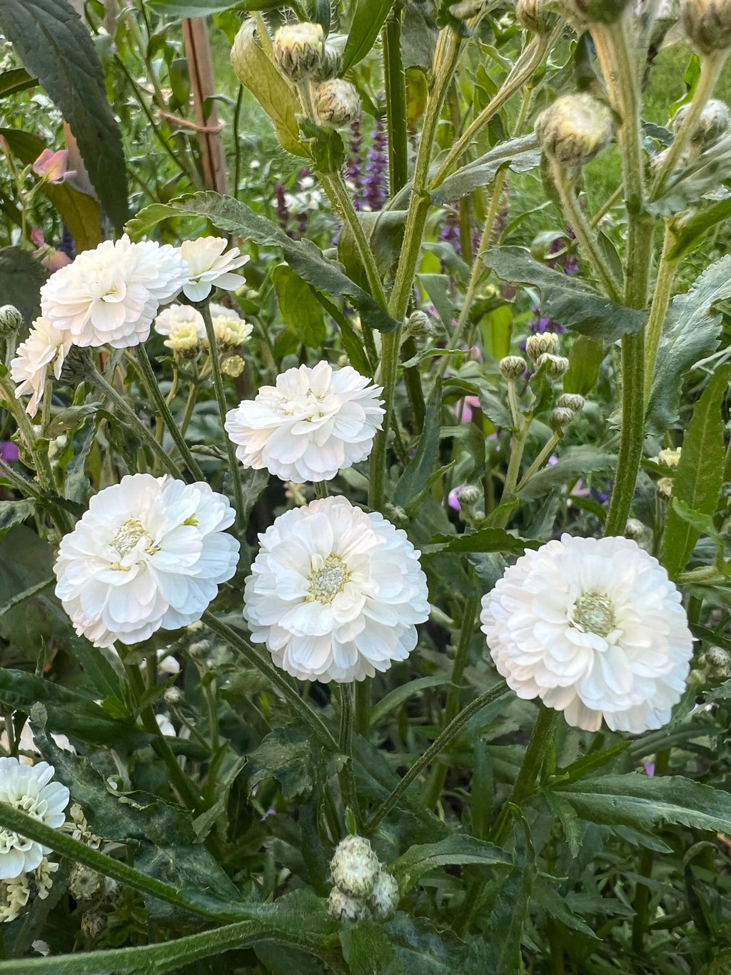 Close-up of white double Achillea Marshmallow blooms with pointed leaves and buds