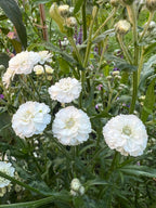 Close-up of white double Achillea Marshmallow blooms with pointed leaves and buds