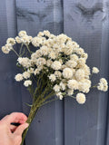 A hand holds an Achillea Marshmallow Dried bouquet by Bishy Barnabees Cottage Garden Ltd, featuring antique ivory blooms and green stems—ideal as a wedding bouquet filler—against a gray wooden fence.