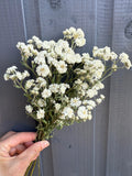 A hand holds Bishy Barnabees Cottage Garden Ltd's Achillea Marshmallow Dried flowers against a gray-painted wooden backdrop—ideal as a wedding bouquet filler.