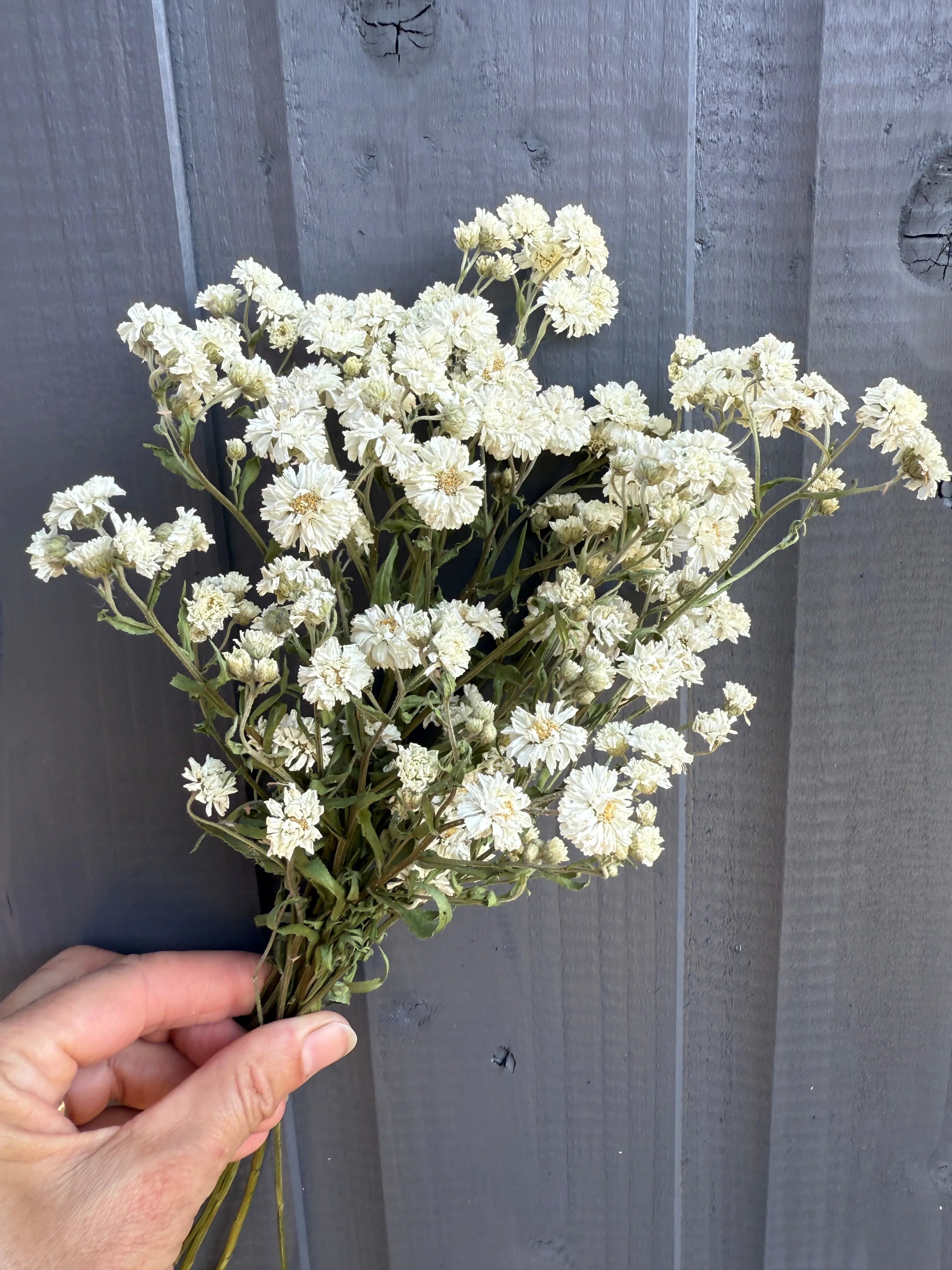Bouquet of dried achillea marshmallow held against a gray wooden background