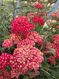 Achillea Rubra Red by Bishy Barnabees Cottage Garden Ltd features clusters of vibrant pink and red flowers with yellow centers and green feathery leaves, growing densely outdoors near a metal fence for a colorful garden edge.