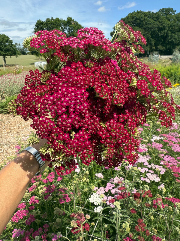 A hand holds a bouquet of Achillea Rubra Red flowers by Bishy Barnabees Cottage Garden Ltd, with vibrant deep pink blooms and a natural border-radius effect, set in a sunny garden among other pink and white yarrow, trees, and blue sky.