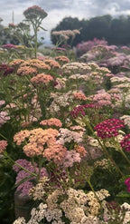 Achillea Pastel Mixed in pink, peach, white and magenta under a cloudy sky